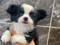 Elma kafa chihuahua