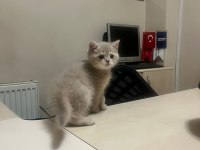 2 aylık british shorthair