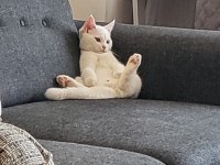 6 aylık erkek british shorthair