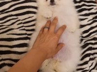 Kar beyazı çok iyi kalite pomeranian boo