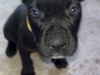 Cane corso 2 aylık