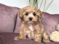 Tosbik Maltipoo Bebeklerimiz