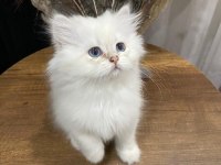 BRİTİSH LONGHAİR TÜY YUMAKLARI YENİ AİLESİNİ ARIYOR