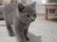 2 Aylık Yavru British Shorthair