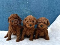 Denizli Merkez Teslime Hazır Poodle Bebekler