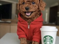 MİCRO TEDDY BEAR TOY POODLE