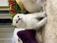 Safkan Scottish Fold Bebekler
