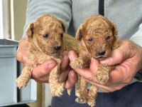 Toy poodle yavrular