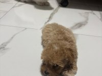 Tuvalet eğitimli aşıları tam maltipoo