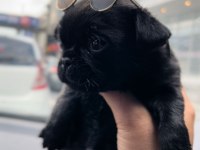 A Kalite 2 Aylık Dişi Pug Yavrumuz