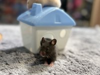 Birbirinden tatlı syrian hamsterlar