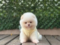 Sağlık Ve Irk Garantili Pomeranian Köpeği