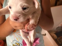Maltese terrier ev doğumlu