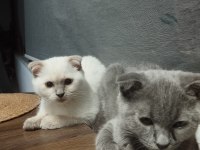 Kedimiz yeni doğum yaptı beyaz olanı vereceğim