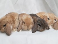 Mini lop tavşan bebeklerimiz
