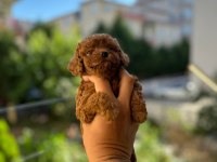 1.5 aylık toy poodle tea cup
