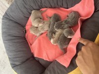 Dünya tatlısı british shorthair bebişler