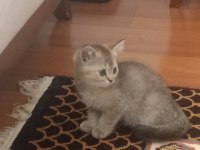 GOLDEN NY 12 BRİTİSH SHORTHAİR