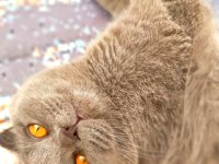 Tam bir deli scottish fold
