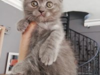 Ücretli sahiplendirme scottish fold