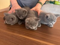 British shorthair yavrularımız yeni yuvalarını arıyor
