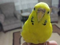 Konuşan Muhabbet Kuşu Arayanlar