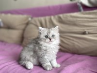 2 aylık erkek british longhair