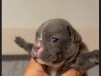 Rezerveye Açık French Bulldog Bebekler