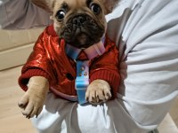 PLATİN SARISI ÇOK TATLI FRENCH BULLDOG KIZIMIZ