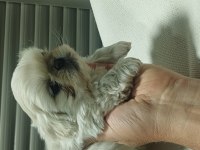 Irkına has pekinez köpekler