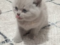 Lilac british shorthair bebekler
