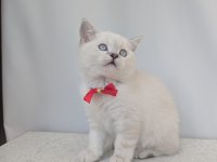 Kedimiz Lokum Un 4 Adet British Shorthair Yavrusu