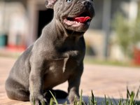 French Bulldog Yavruları ÇİFTLİKTEN   