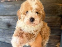 Çift Renk Özel Kore Maltipoo Yavrular