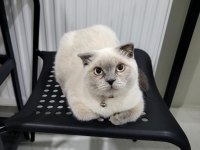 6 aylık blue point scottish fold