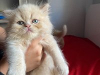 İran Kedisi Karamelli Turtalar