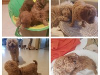Ankaranın en seçkin minyatür poodle yavruları