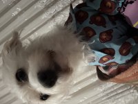 İstanbul İçi Köpeğimiz Dobby İçin Ömürlük Yuva Arıyoruz