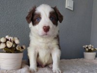 Border Collie Yavrular