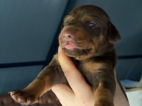 Europa Doberman Bebekler