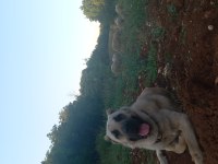 Soylu kangal yavruları