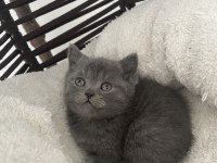 British shorthair gri safkan yavru