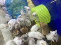 SİZ İSTEYİN BİZ GETİRELİM AYNI GÜN TESLİM HAMSTER