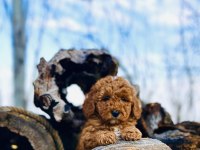 Tüy Dökmez Koku Yapmaz Toy Poodle Yavrular