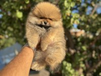 AYI SURAT POMERANİAN BOO YAVRULARI