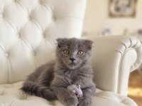 Sevimli Scottish fold kız