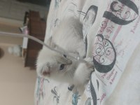 Safkan british shorthair silver dişi yavru