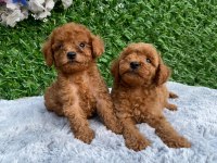 Toy poodle bebekler