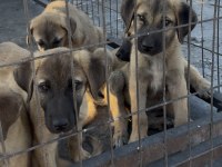 SAF KANGAL YAVRULARI 2 AYLIK