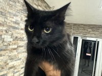 Oyuncu Uslu Dost Canlısı Kedimiz